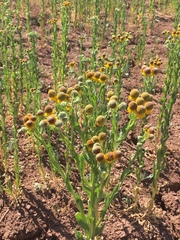 Helenium microcephalum