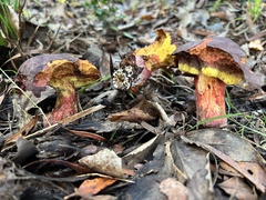 Boletus loyita