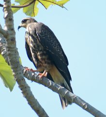 Rostrhamus sociabilis