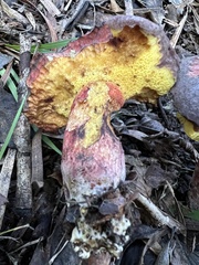 Boletus loyita