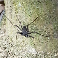 Paraphrynus laevifrons