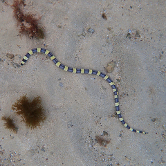 Leiuranus semicinctus