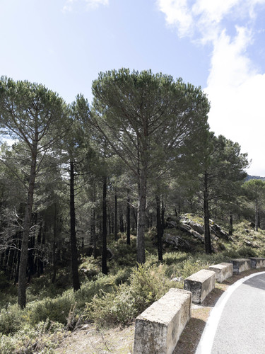Avistamiento Pino piñonero (Doñana)