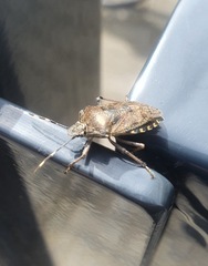 Rhaphigaster nebulosa