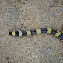 Leiuranus semicinctus
