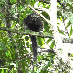 Pithecia irrorata