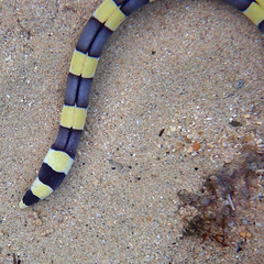 Leiuranus semicinctus
