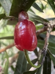Podocarpus salignus