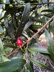 Podocarpus salignus
