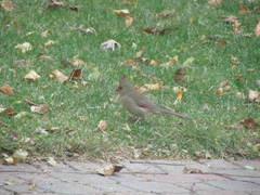 Cardinalis cardinalis