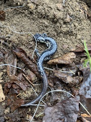 Plethodon glutinosus