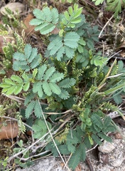 Desmanthus leptolobus