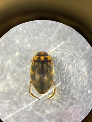 Nectoboreus aequinoctialis