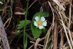 Potentilla sterilis