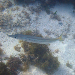 Sphyraena flavicauda