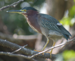 Butorides virescens