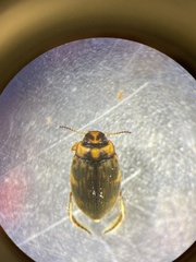 Nectoboreus aequinoctialis