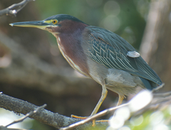 Butorides virescens