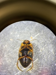 Nectoboreus aequinoctialis