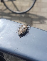 Rhaphigaster nebulosa