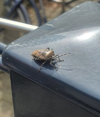 Rhaphigaster nebulosa