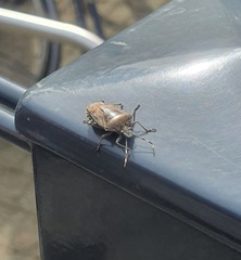 Rhaphigaster nebulosa