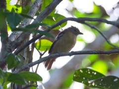 Thamnophilus ambiguus