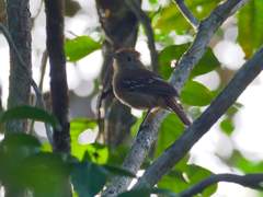 Thamnophilus ambiguus