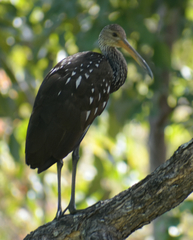 Aramus guarauna