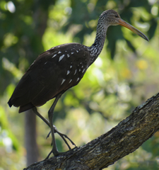 Aramus guarauna