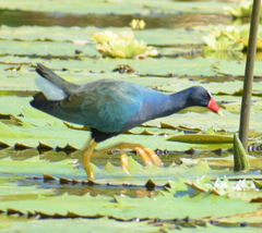 Porphyrio martinica