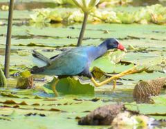 Porphyrio martinica
