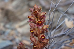 Orobanche gracilis