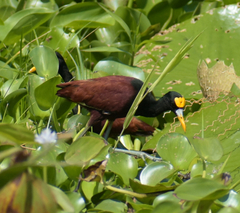 Jacana spinosa