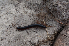 Orthoporoides