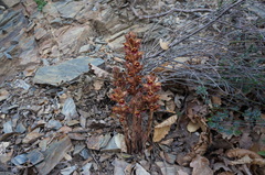 Orobanche gracilis