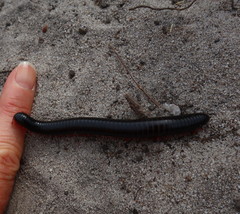 Orthoporoides