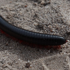 Orthoporoides