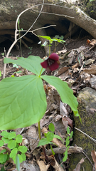 Trillium erectum