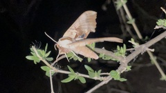 Smerinthus saliceti