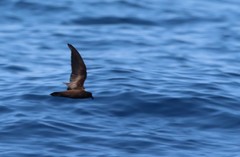 Hydrobates microsoma