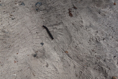Orthoporoides