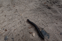 Orthoporoides