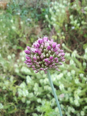 Allium ampeloprasum
