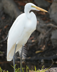 Ardea alba