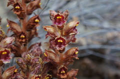 Orobanche gracilis
