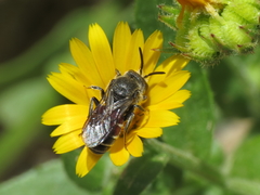 Dioxys cinctus