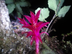 Aporocactus flagelliformis