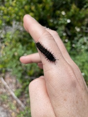 Anartia jatrophae