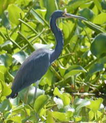 Egretta tricolor